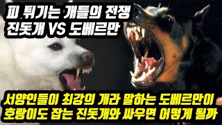 피 튀기는 개들의 전쟁 진돗개 VS 도베르만 서양인들이 최강의 개라 말하는 도베르만이 호랑이도 잡는 진돗개와 싸우면 어떻게 될까