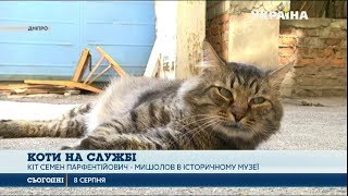 Коти опановують професії на рівні з людьми