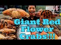 Giant Red Flower Crabs!!! (11 Sep 2024 Wed)