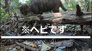 大きなヘビをどうしても捕まえたい娘猫