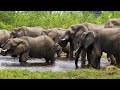 wonderful animals 12k hdr 120fps with cinematic music colorfully dynamic