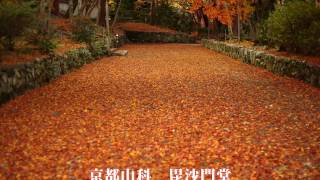 京都山科　毘沙門堂　（おススメ紅葉スポット）