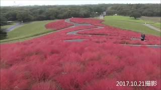 国営ひたち海浜公園 “コキア”現在の状況（2017.10.21）