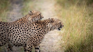 Tano Bora Cheetahs - The Magnificent Five from Masai Mara, Kenya 🇰🇪