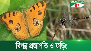 বাংলার প্রকৃতি ও পরিবেশের অবিচ্ছেদ্য অংশ প্রজাপতি ও ফড়িং | Chaannel i News