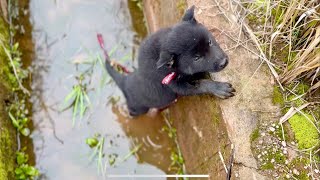 “Rescuing an Abandoned Drowning Puppy and Waiting for Her Mom – A Heartwarming Journey Home”