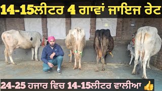 15-16ਲੀਟਰ 4 ਗਾਵਾਂ ਬਿਲਕੁਲ ਜਾਇਜ ਰੇਟ। cows for sale/vadiya farm/21-1-24