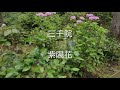 kyoto garden 2021三千院 こけ・あじさい！京都大原三千院　苔・紫陽花　令和3年　hydrangea