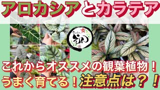 【観葉植物】アロカシア・カラテア！この季節から育てるのにオススメの観葉植物！うまく育てるコツ！注意点など！Gardenえん #022