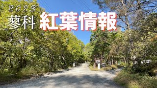 【蓼科　紅葉情報】2023年10月12日現在の長野県茅野市蓼科の紅葉情報をお届けします！