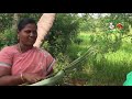 my village food kathirikai kadayal கிராமத்து சமையல் கத்தரிக்காய் கடைசல் samayal in tamil