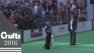 Dog Obedience Championship - Part 8 | Crufts 2016