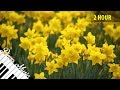 Beautiful Piano Music #91 - Yellow Flower Field 4K Video - 2 HOUR of Relaxing Sleep Music