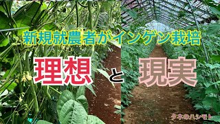 野菜つくりのポイント　タネのハシモト