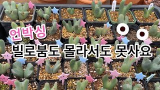 빌로붐 구매해보니 多肉植物 たにくしょくぶつ Korean Succulent#꽃#식물#제라늄#빌로붐