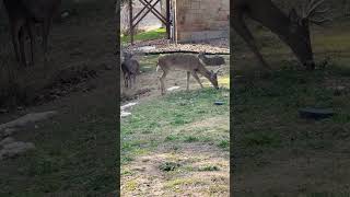 Two whitetail bucks hanging out in Point Venture TX #whitetaildeer #wildlife