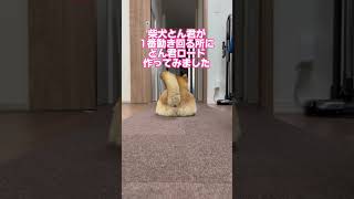 ワンちゃん用のフローリングを使ってたけど、結局、、、何かあってから後悔するよりね。#柴犬