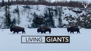 Living Giants - An Alaskan Bison Hunt