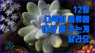 12월 물주는 다육이와 물주지 말아야 하는 다육식물(succulent)