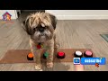 brussels griffon dog breed pros and cons brussels griffon advantages and disadvantages