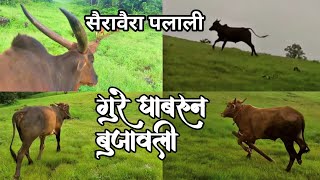 गुरे पलाली सैरावैरा | गुरे घाबरून बुजावली | Vlogger | Run | Village | Kokan | Village