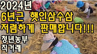 6년근 인삼수삼가격시세 풍기인삼 잔류농약걱정없는인삼 홍삼정 인삼수확하기 및 선별하기영상 #풍기인삼 #금산인삼 #6년근 #보은인삼 #산지지송 #직거래