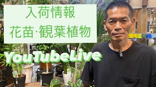 入荷情報  花苗  観葉植物  秋のガーデニング  今買うと良い  福井  開花園本店  YouTubeLive【おうちでガーデニング】開花園チャンネル