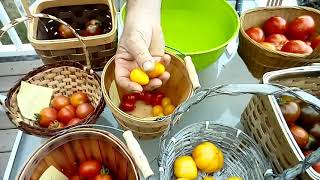 Taste testing tomatoes grown from Baker Creek seeds.