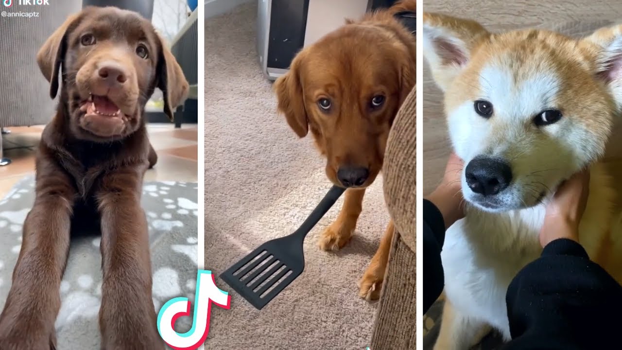 Best Compilation Of Funny Cute Dog Videos рџђ рџђ Youtube