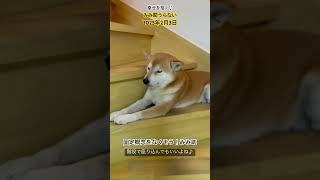 みみ助うらない2025年2月3日#shibainu  #柴犬 #柴犬と暮らす #保護犬と暮らす