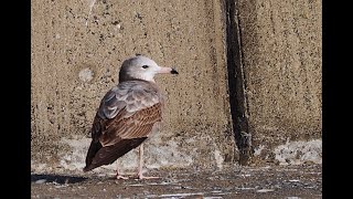 ウミネコ第１回冬羽　Black-tailed gull　Larus crassirostris 1st winter feather