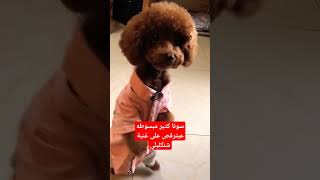 سونا كتير مبسوطه عبترقص على غنية شنكليلي