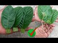 How to grow guava trees from guava leaves _ With aloe Vera