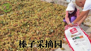 和好哥们东东到采摘园买榛子，带皮还有虫眼，这榛子味道特别好