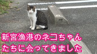 【ねこ動画】漁港のネコちゃん達に会ってきました～の巻