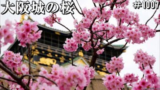 大阪城公園の桜開花状況