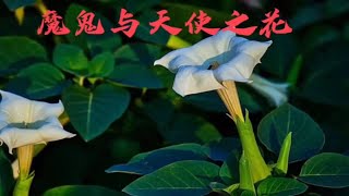 曼陀罗——“麻沸散”，“蒙汗药”中的原植物