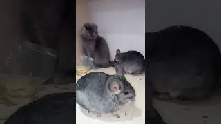 ikiye tek girdiği kavgada köşeye sıkışan kedi #shortvideo #animals #cats