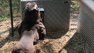 Evolution’s Big Ramy - Olde English Bulldogge