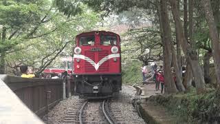 【旅行的回憶】阿里山森林小火車(DL-49)@阿里山國家森林公園