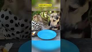 二郎神不在果然哮天犬只有挨打的份。 #funny #funnyvideo #cute