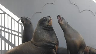 【マリンピア日本海】 トドの鳴き声２