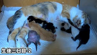 Baby cat looking for breast milk while rolling.[Third day after birth-2] Five kittens