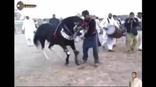 Hisan l3ajib Hisan l3ajib
