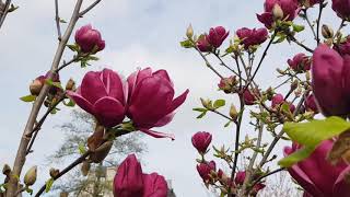 Magnolia Genie in full flowers in the garden of Reinier