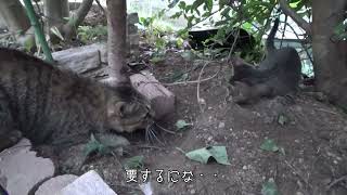 子猫に穴の掘り方を教えている猫