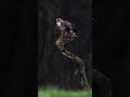 buzzard filmed in strong rain and wind amazing nature bird birdphotography