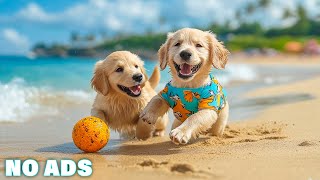 12 Hours Dog Music 🎵 Relaxing Music For Dogs With Anxiety🐶 Separation Anxiety Relief music💖Dog Calm