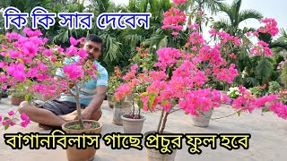 বাগানবিলাস ফুল গাছে প্রচুর ফুল কিভাবে ধরাবেন|get maximum Flowers Bougainvillea Plant?SOBUJ BASANTO