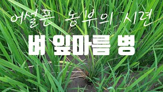 어설픈 농부의 시련 / 벼 잎마름 병